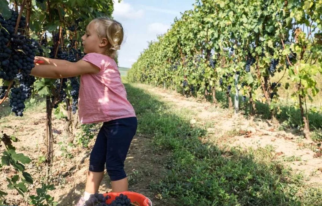 Vendemmia In Piemonte Con I Bambini 2024