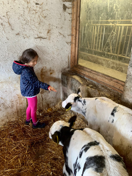 bambina con vitelli