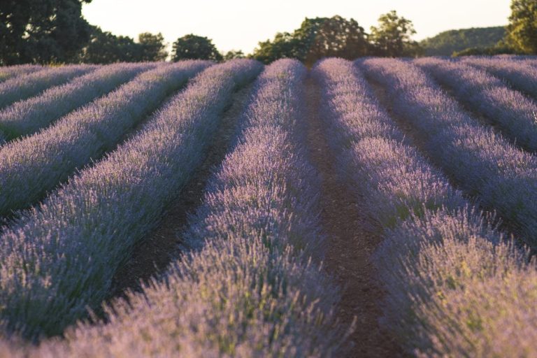 Alla scoperta dei campi di Lavanda nel Lazio: dove ammirare la fioritura