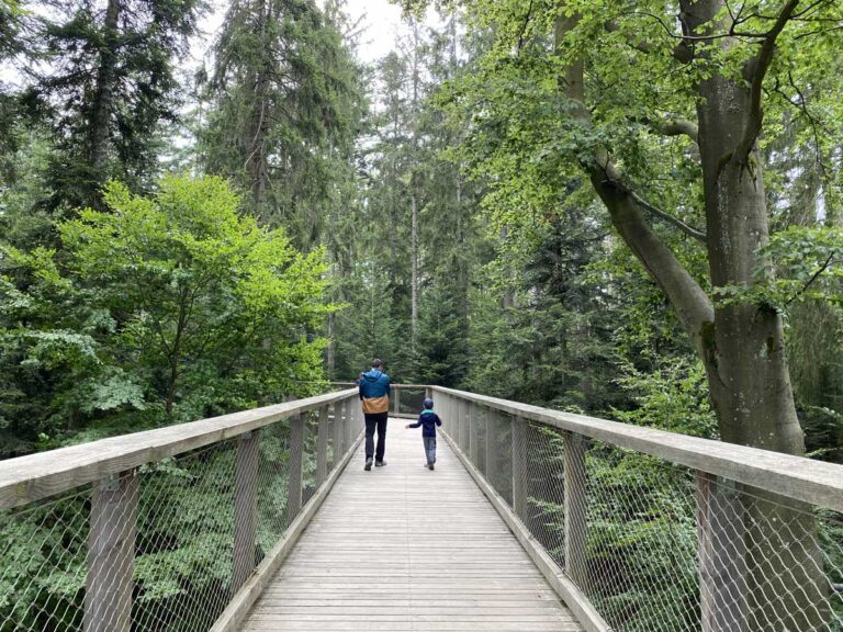 sentiero sugli alberi baviera