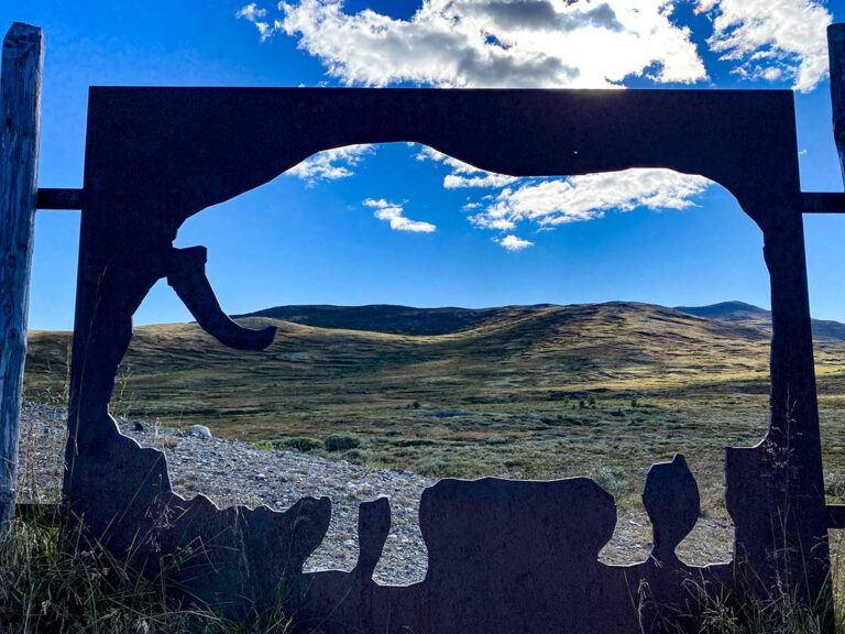 bue muschiato Il parco nazionale Dovrefjell-Sunndalsfjella