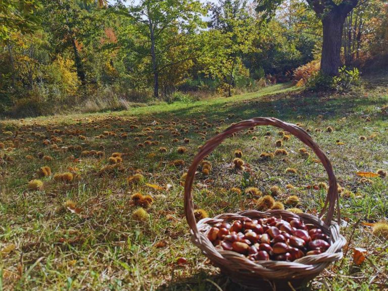 castagne