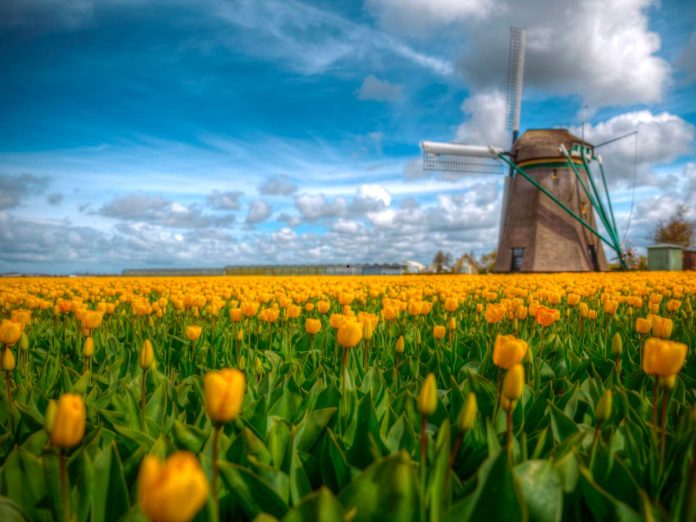 Olanda tulipani gialli e mulino a vento sullo sfondo