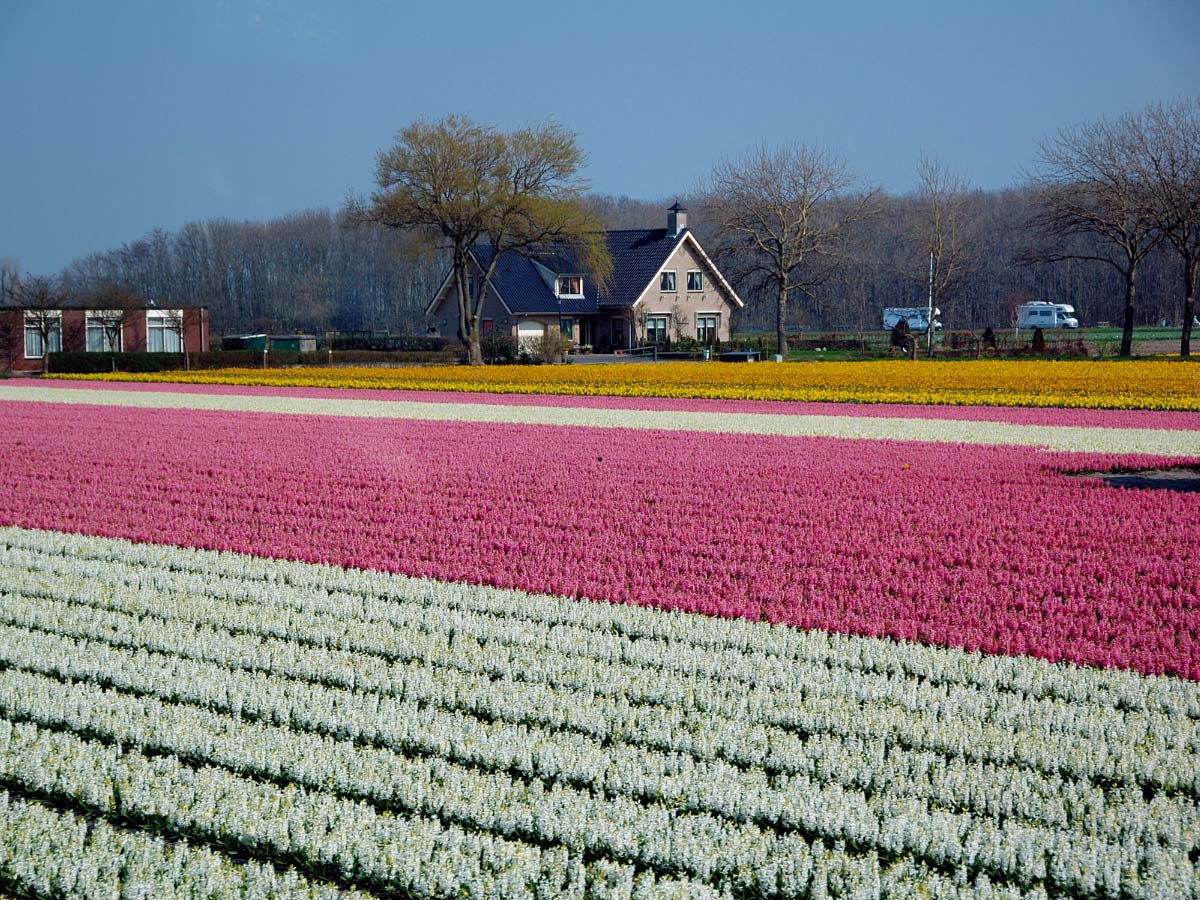 campi tulipani olanda