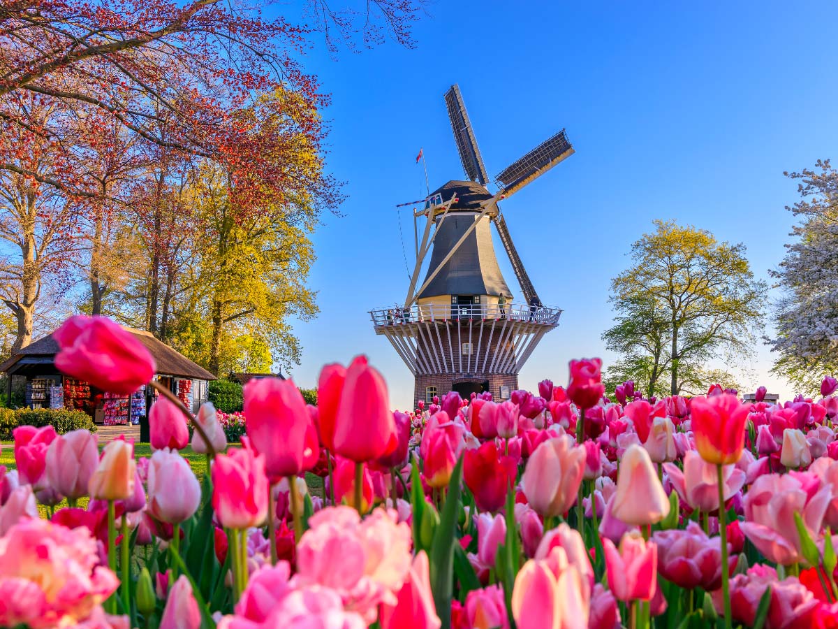 Parco tulipani Amsterdam Keukenhof