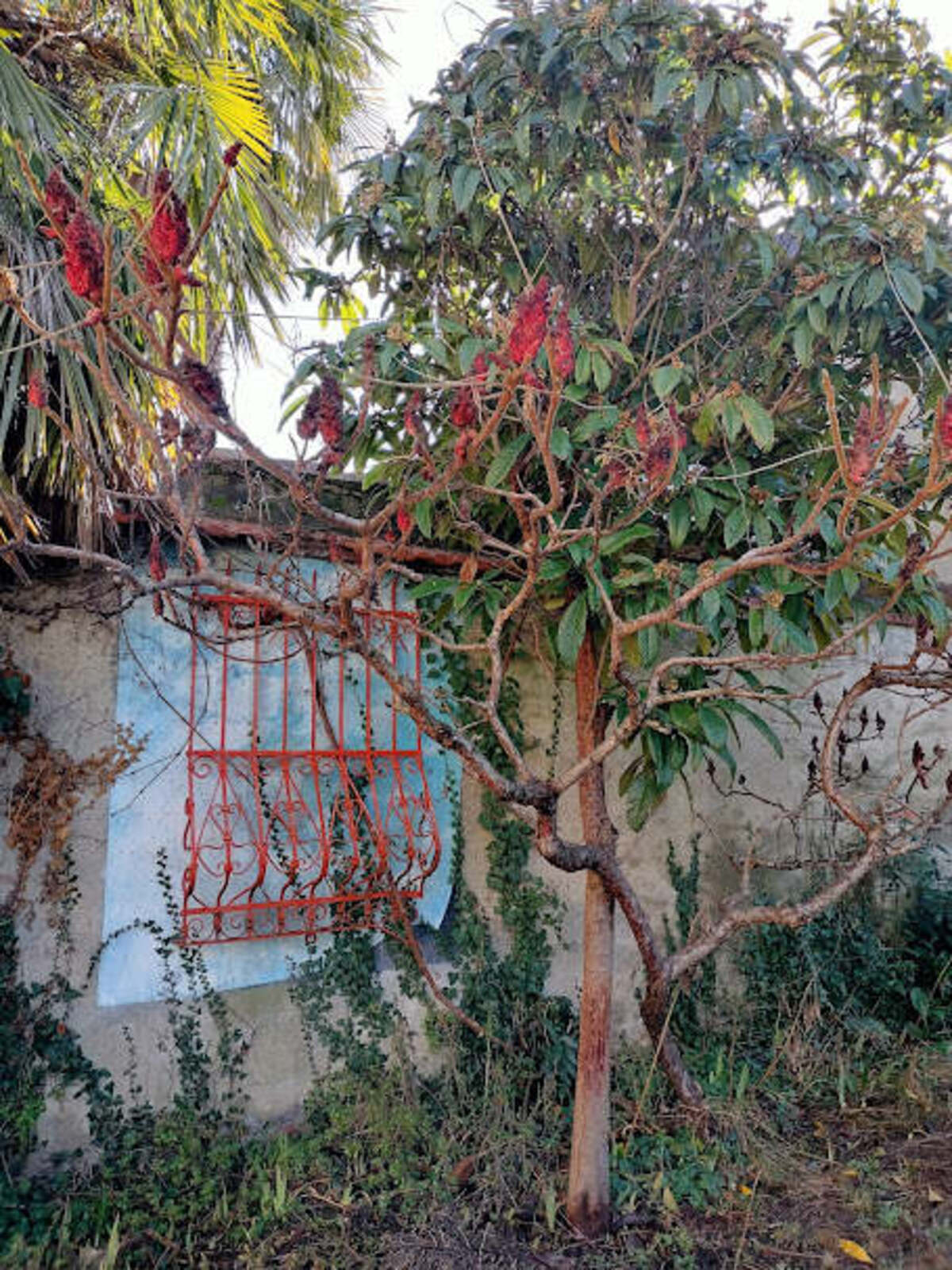 casa museo antonio carena giardino