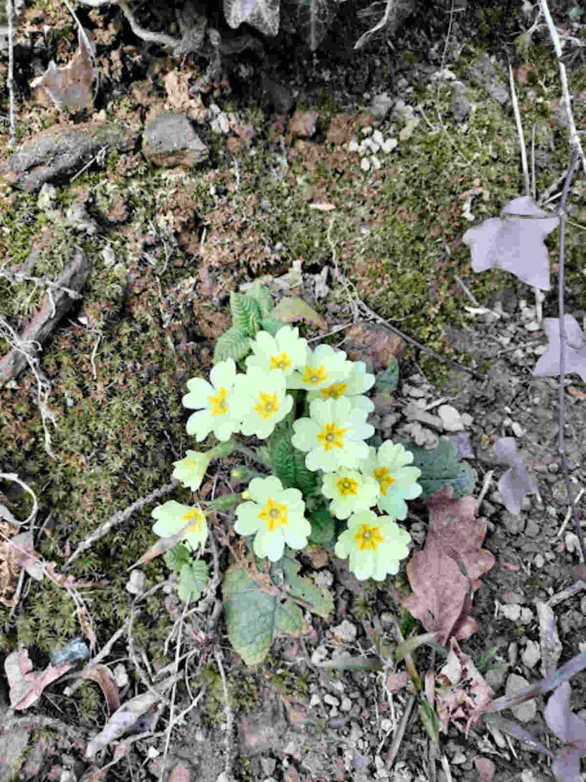 primule passeggiata monte sperone valli di lanzo